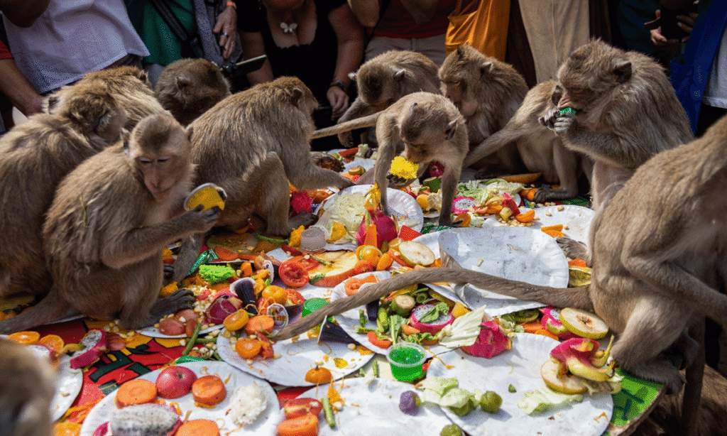 bizarre festivals in the world like the Monkeys eating fruit, cakes, and snacks at the Monkey Buffet Festival in Thailand. 